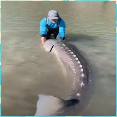 Canadian fisherman catches 10.5 feet long sturgeon dubbed as â€˜living dinosaurâ€™