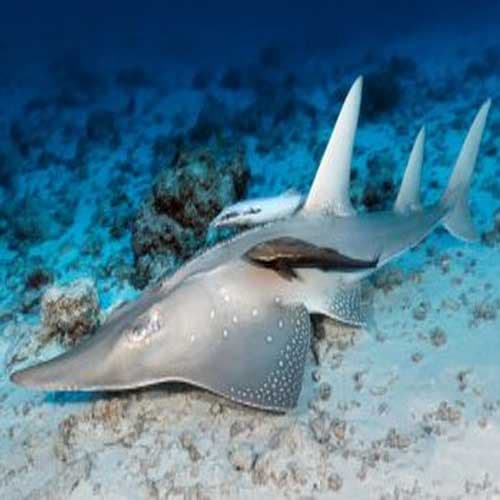 Almost two-thirds of species at deep-sea hydrothermal vents are at risk of extinction